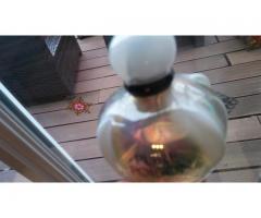 Poison Dior